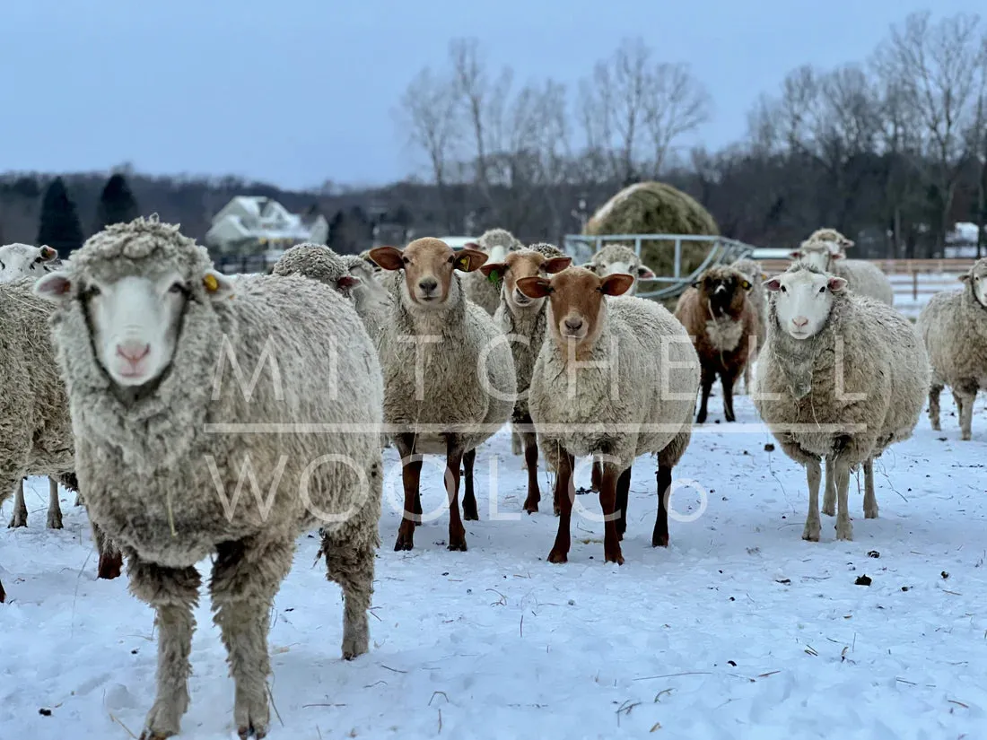 American Fiber Rambouillet - Worsted US Made