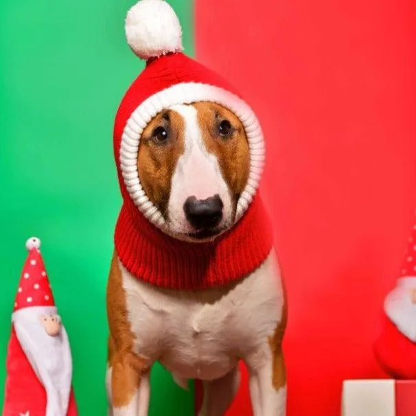 Knitted Bull Terrier Santa Hat