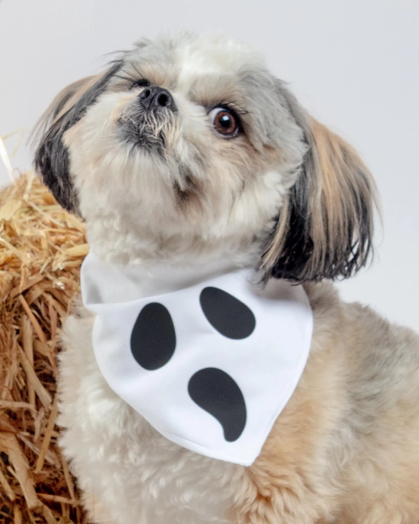 "Scream" Halloween Ghost Dog Bandana (Made in the USA)