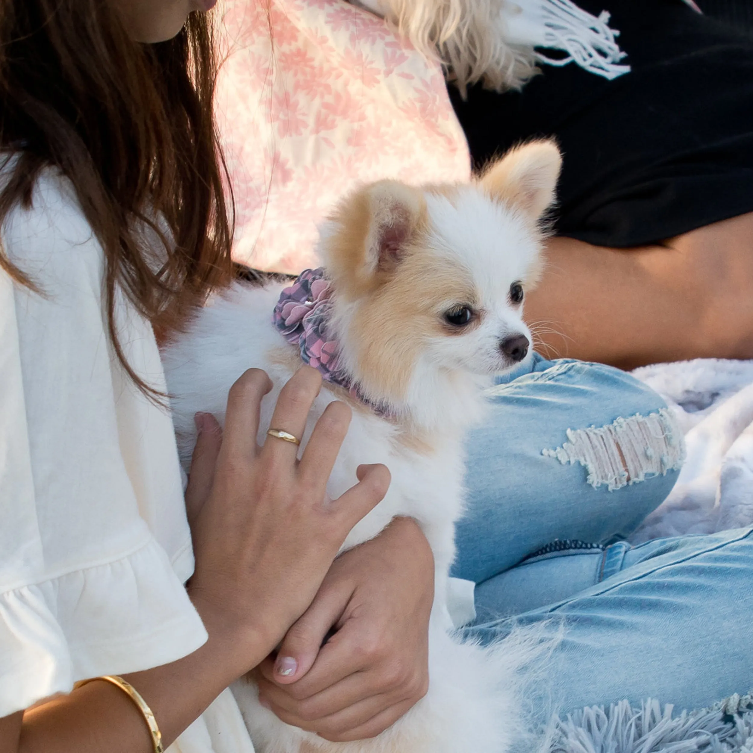 Scotty Puppy Pink Plaid Tinkie's Garden Flower Collar